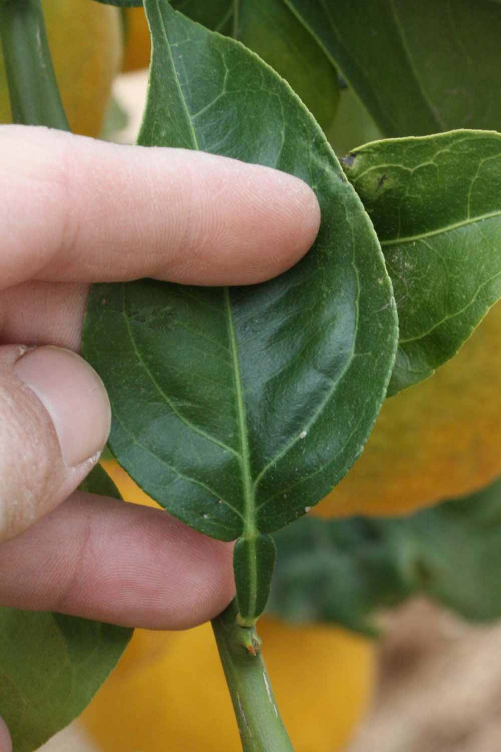            Unifoliolate leaf (Riverside, CA)   